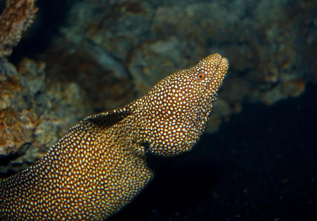 Gymnothorax meleagris (Murena bocca bianca)